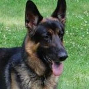 Meet your Posher, Diane